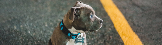 Hundehalsband