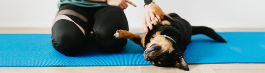 Hundephysiotherapie