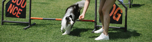 Degility – das neue sanfte Hundetraining