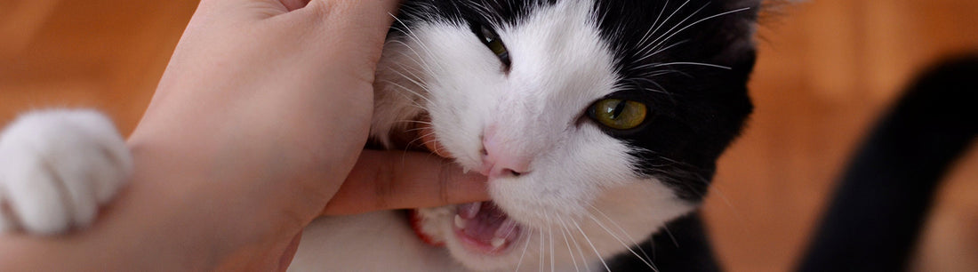 Katze beißt