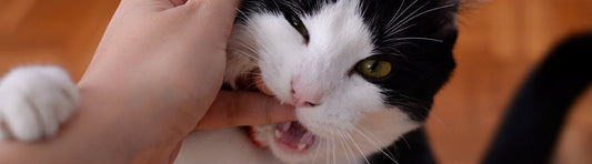Katze beißt