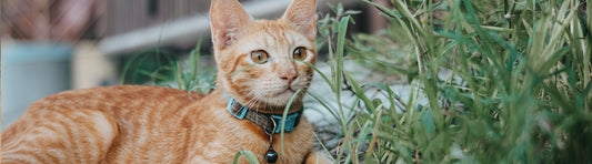 Katzen Halsband