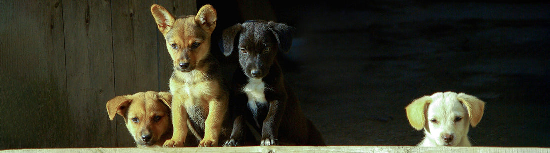 Hunde Lebensphasen