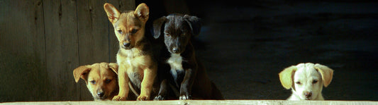 Hunde Lebensphasen