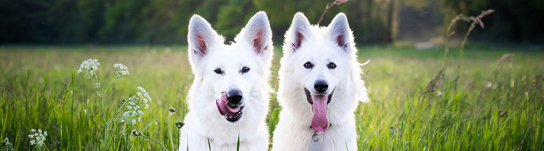 Hilfe, die Ohren meines Hundes stinken! Was könnte dahinterstecken?
