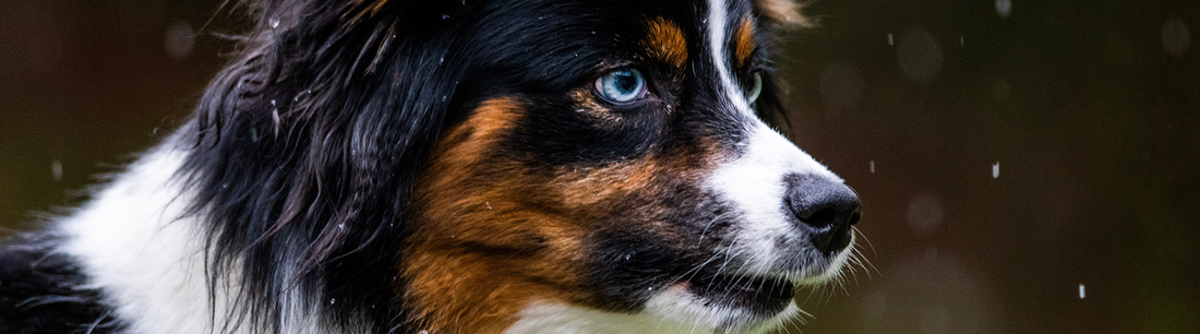 Regenwetter mit Hund