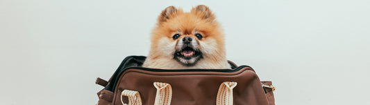 Reiseapotheke für den Hund