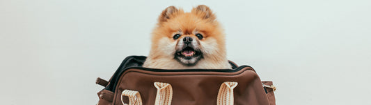 Reiseapotheke für den Hund
