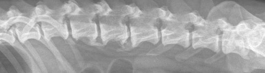 Spondylose beim Hund 