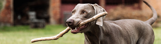 Hund Stöckchen