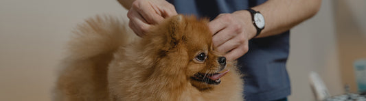 Tierarztsuche