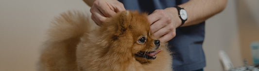 Tierarztsuche