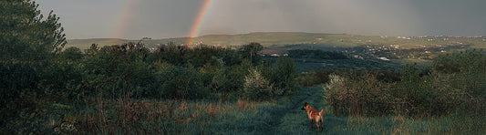 Tod von dem eigenen Hund