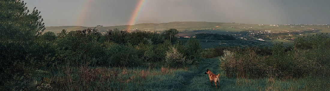 Tod von dem eigenen Hund