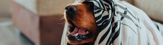Wohnung sauber halten mit Hund