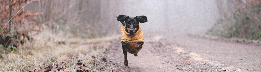 Wurmkur beim Hund