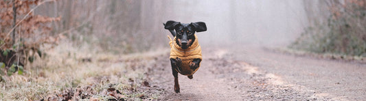 Wurmkur beim Hund