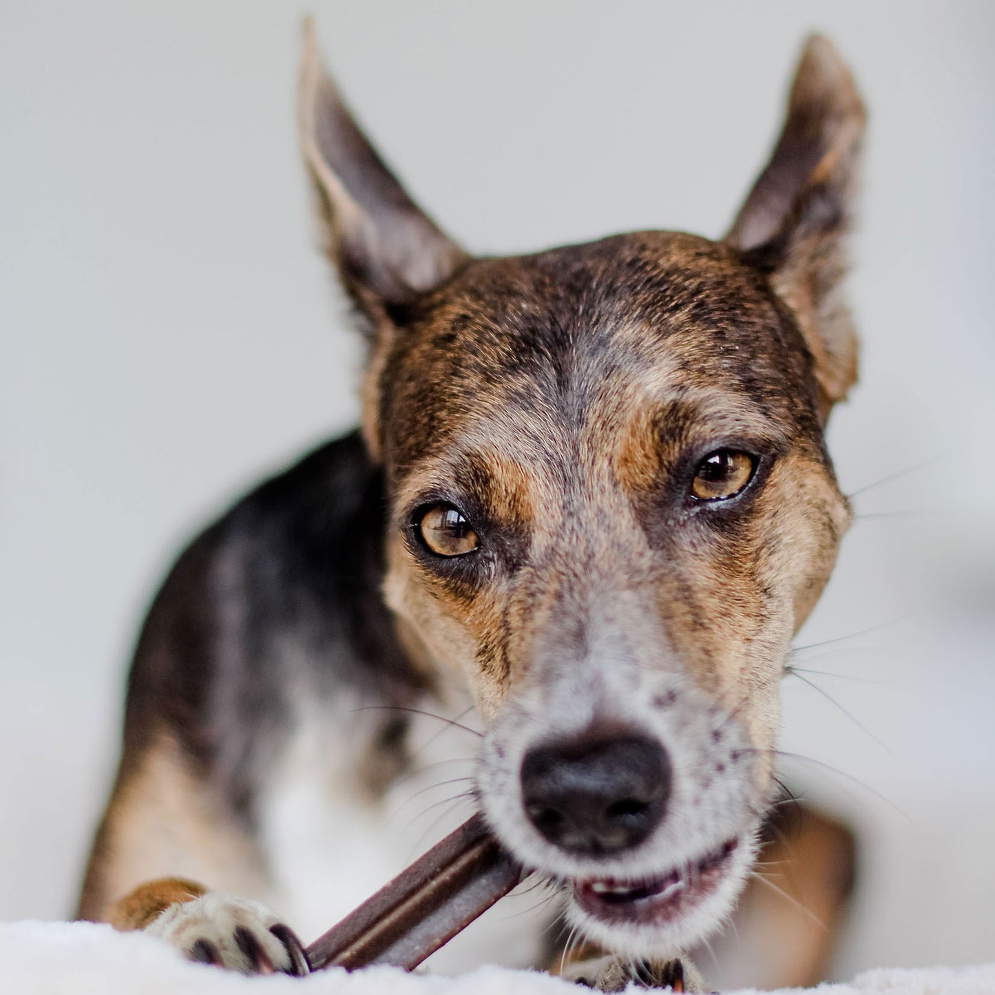 Bellfor Dental Sticks - natürliche Zahnreinigung für Hunde