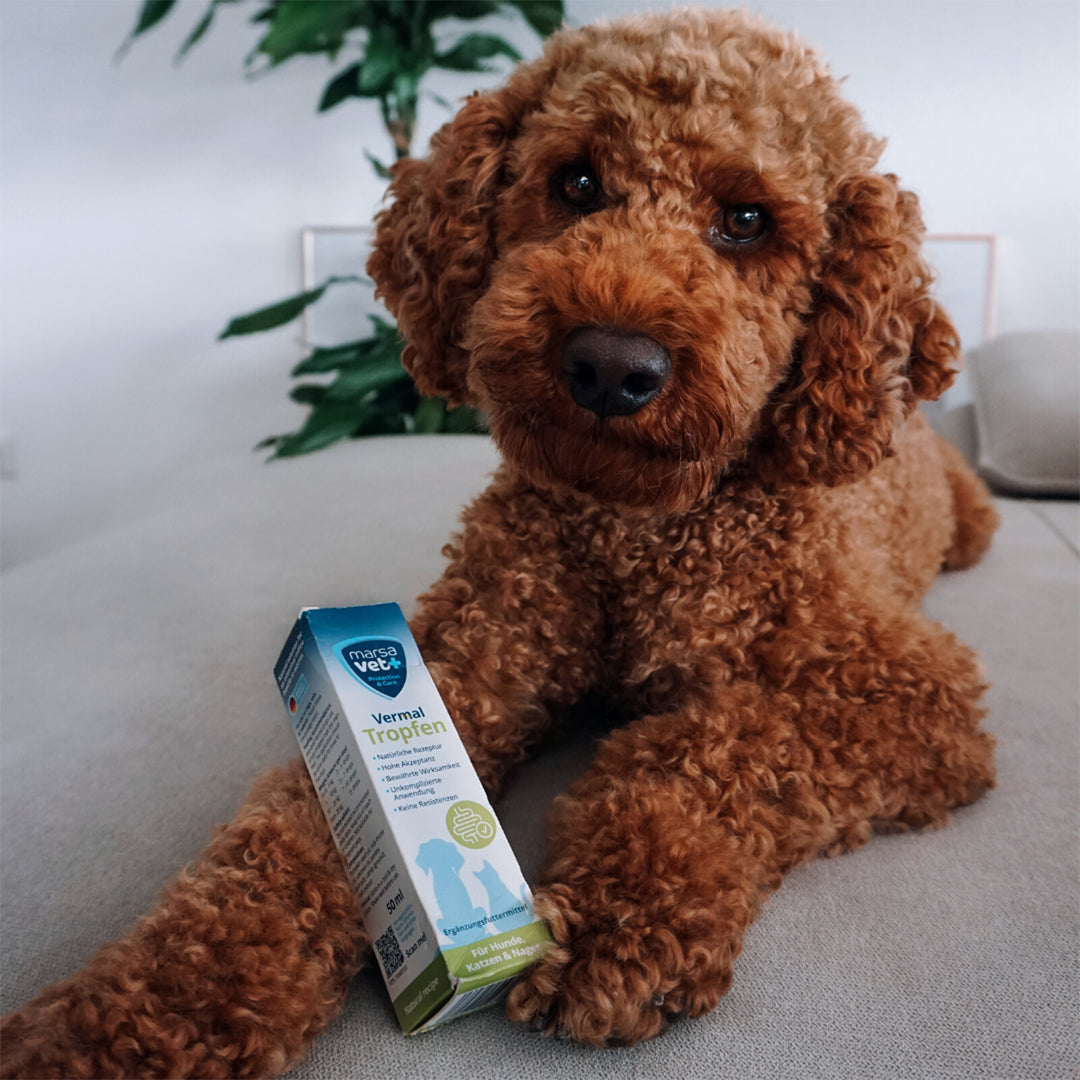 Marsavet Vermal Tropfen für Hunde Katzen Nager - 50ml