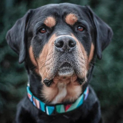 Hundehalsband Natino