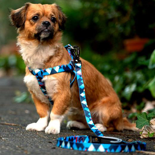 Hundegeschirr Everking mehrfarbig blau